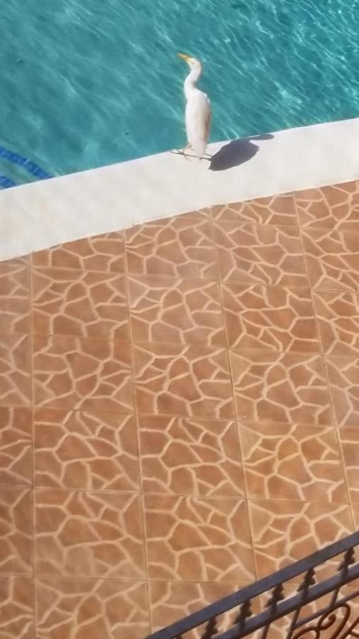 Chaudhry Holiday House Montego Bay Villa Eksteriør billede